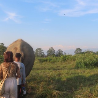 Bush Walk with Elephant