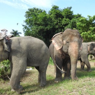 A Day with an Elephant