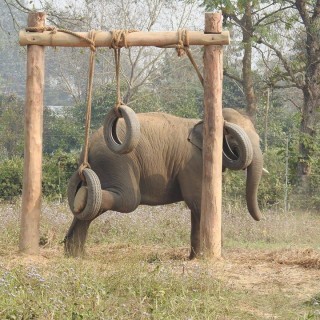 Elephant Feeding and Wellness