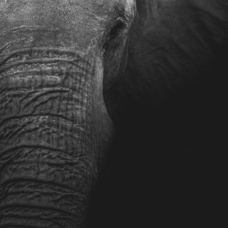 Candle Light Dinner with Elephant